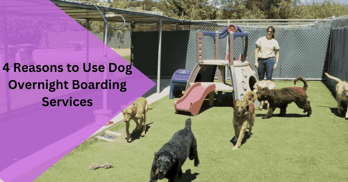 4 Reasons to Use Dog Overnight Boarding Services